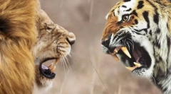 Хто сильніший лев або тигр?